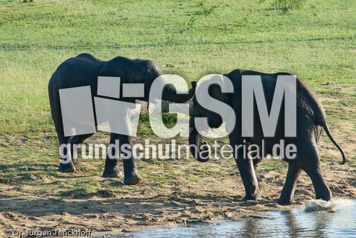 Afrikanischer Elefant (79 von 131).jpg